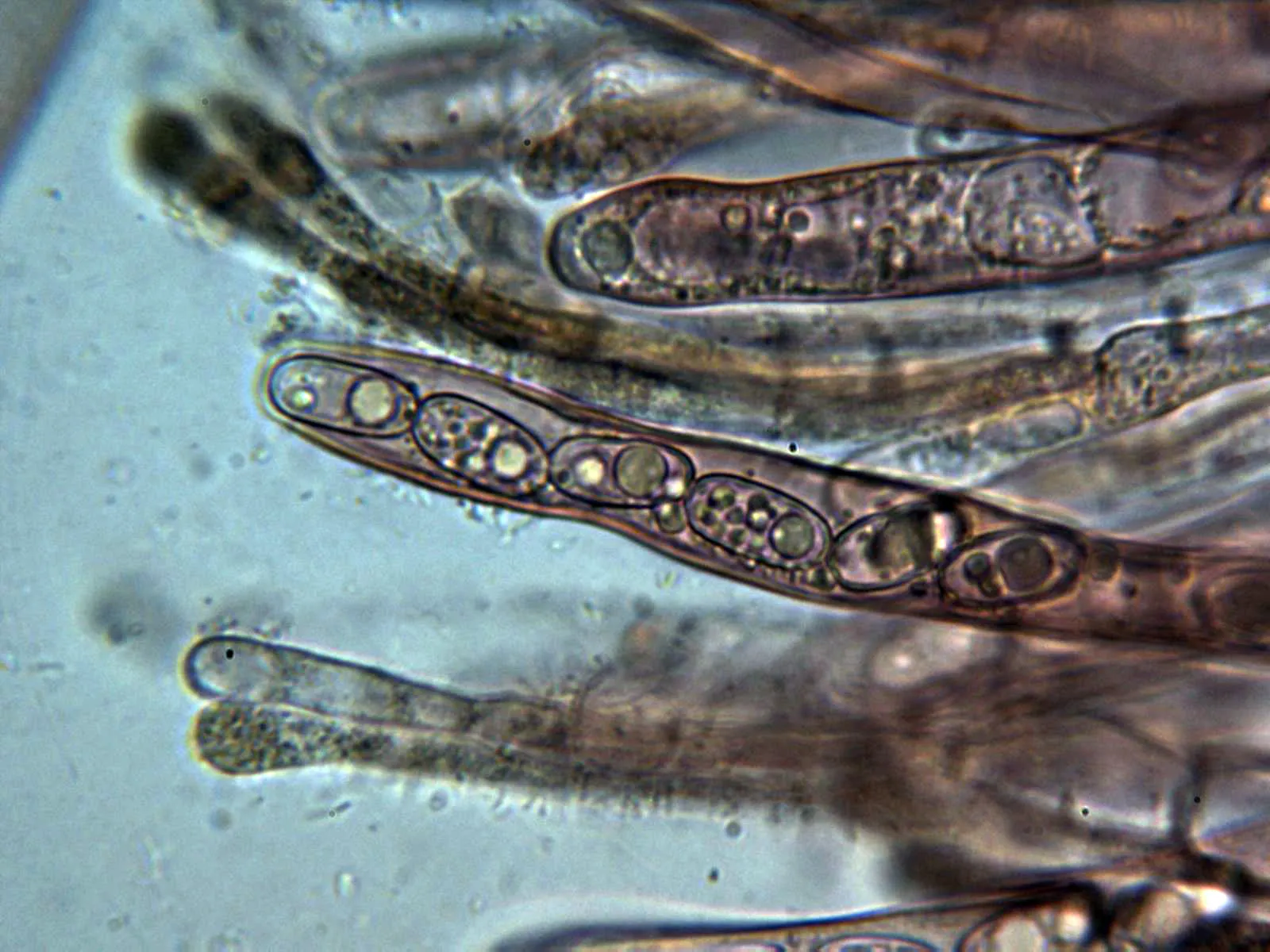 Microscopía de Sarcosphaera coronaria - 10 -  Asca y paráfisis